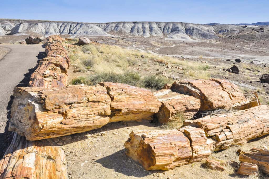 best things to do in petrified forest national park